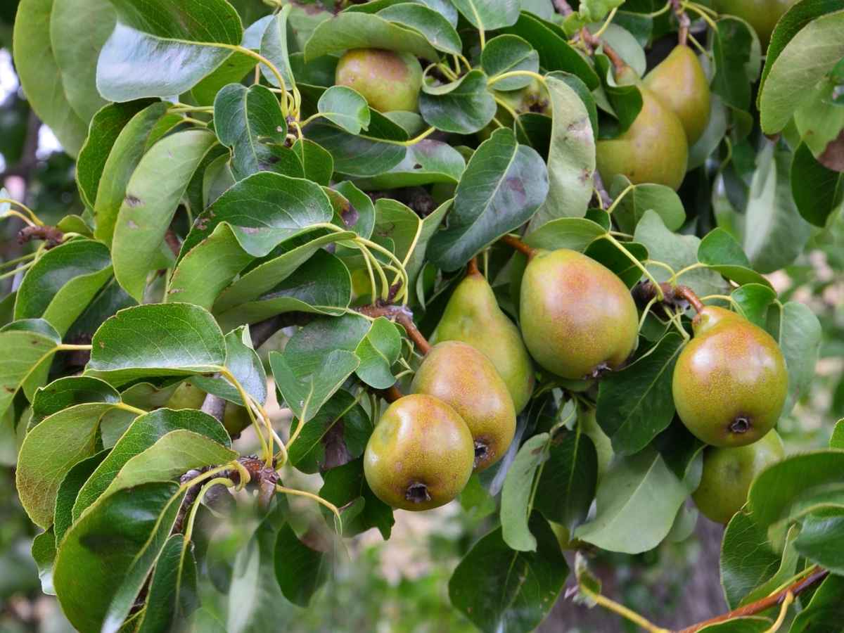 Apricot-leaved pear seeds for planting and growing Pyrus armeniacifolia, an unusual pear tree with distinctive apricot-like foliage.