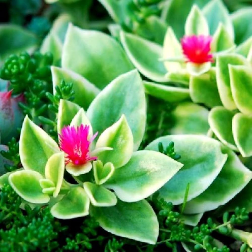 Aptenia Cordifolia flower seeds