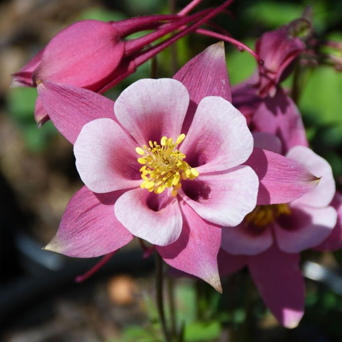 Dark Pink flower seeds
