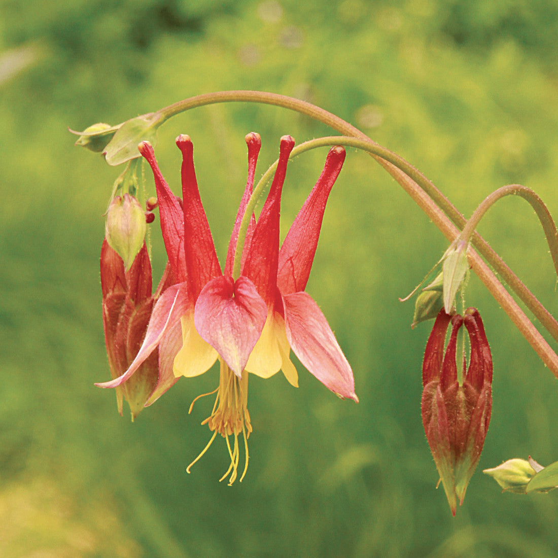 Aquilegia flower seeds