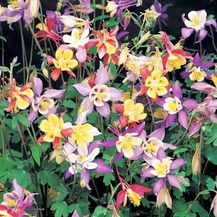 Aquilegia Flowers Growing in Woodland Garden