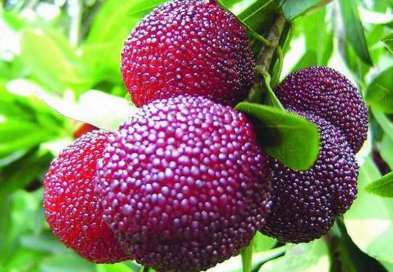 Arbutus Bayberry Fruit Seeds for Planting – Heirloom Non-GMO Garden Seeds