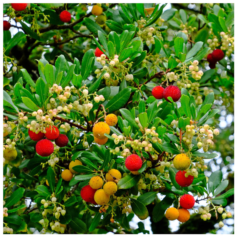 Arbutus Fruit Seeds for Planting – Heirloom Non-GMO Garden Seeds