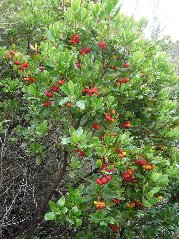 strawberry tree seeds