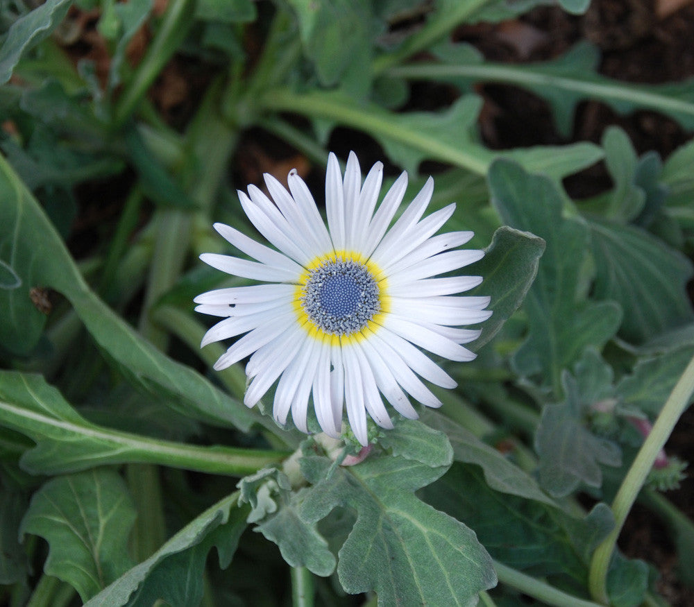 White Arctotis flower seeds