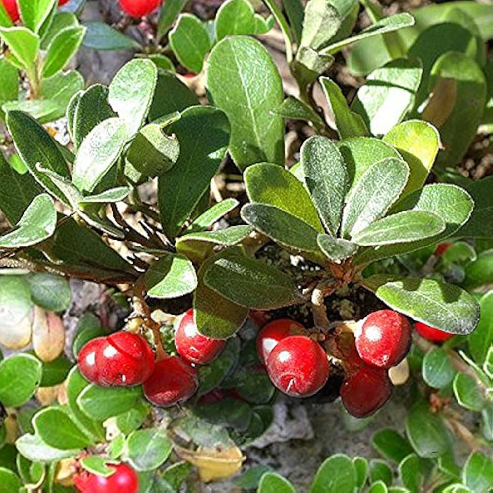 Bearberry Arctostaphylos flower seeds