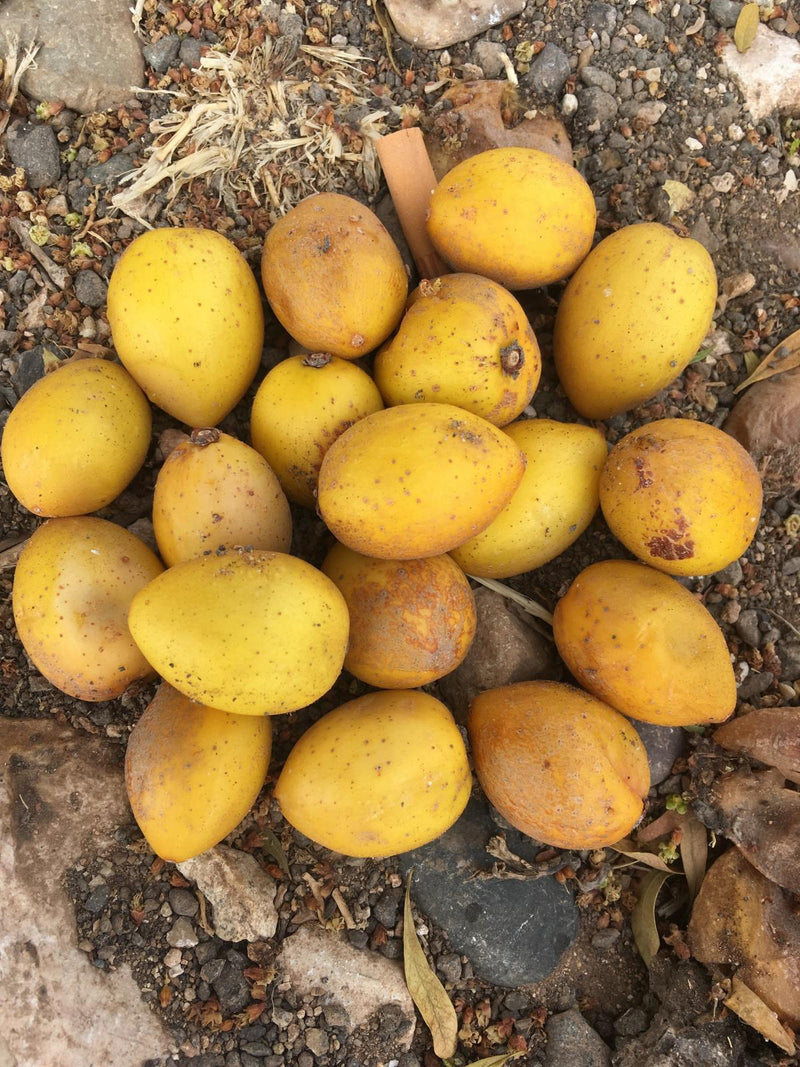 Argan Fruit Seeds for Planting – Heirloom Non-GMO Garden Seeds