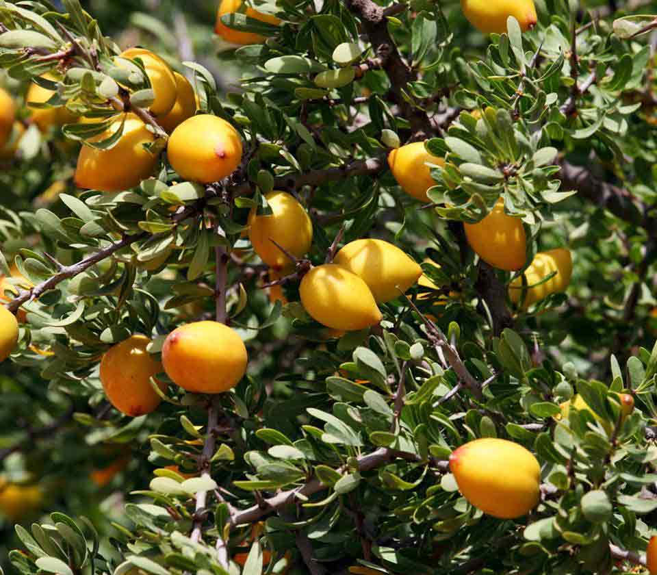 Argan Fruit Seeds for Planting – Heirloom Non-GMO Garden Seeds