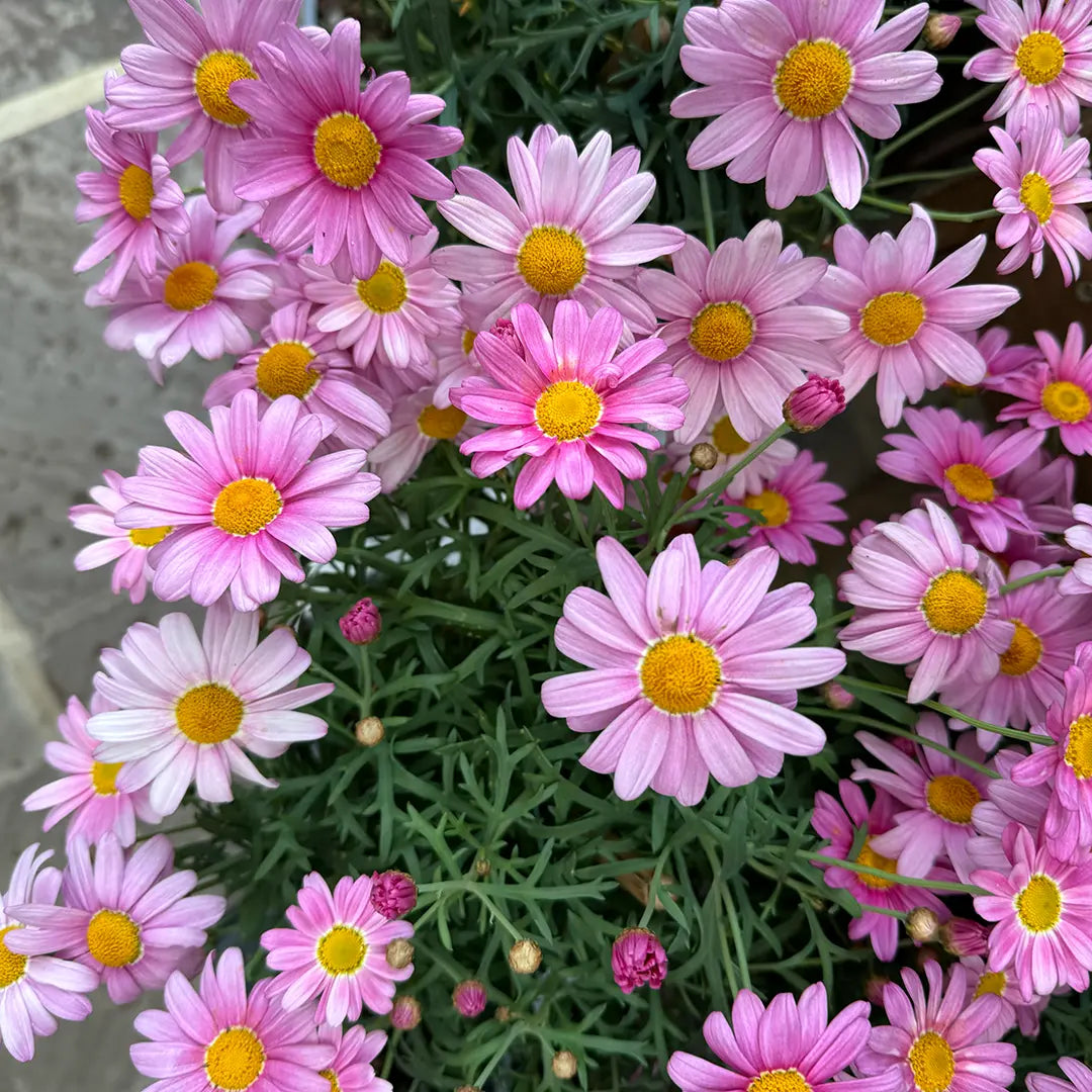 Argyranthemum flower seeds