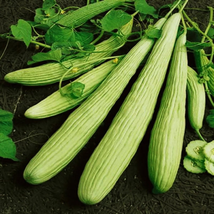 Armeno Yard Long Cucumber Seeds