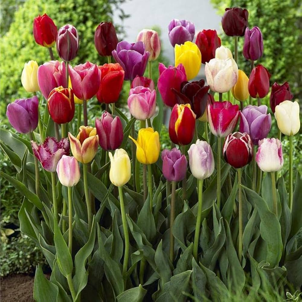 Aroma Tulip flower seeds