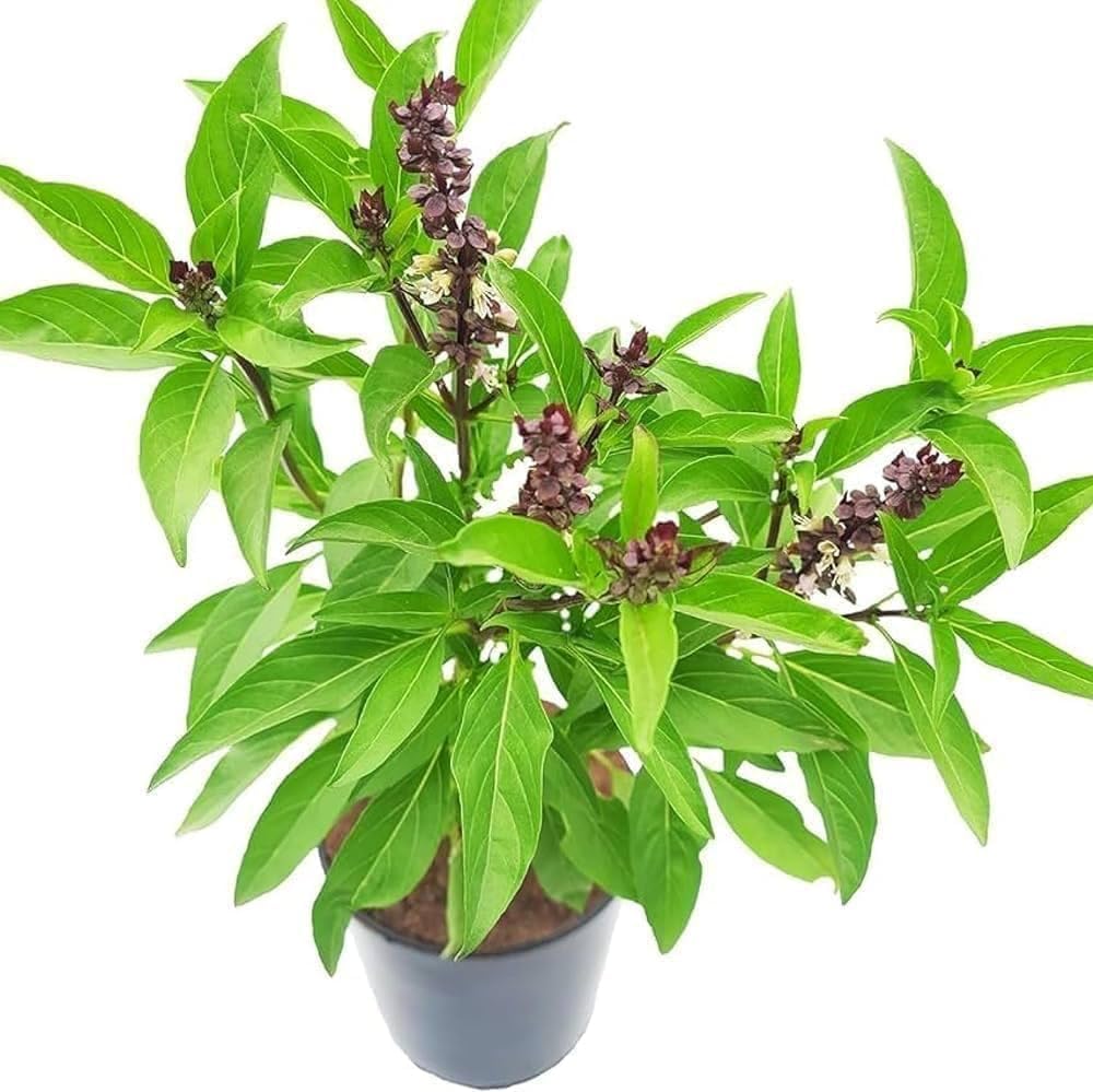 Aromatic Basil Herb Seeds growing into lush green basil plants in a home herb garden
