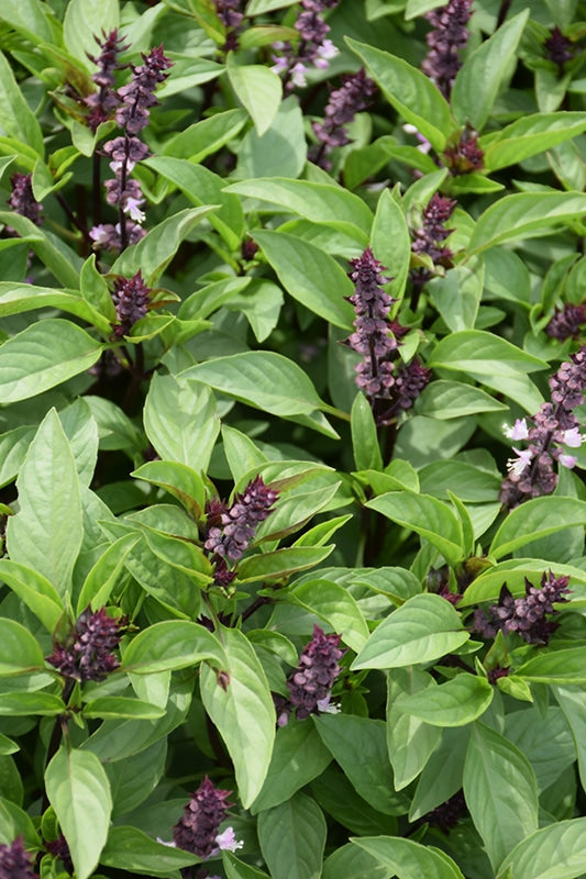 Aromatic Basil Herb Seeds growing into lush green basil plants in a home herb garden