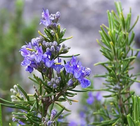 Aromatic Rosemary Foliage and Flowers in Sunny Garden