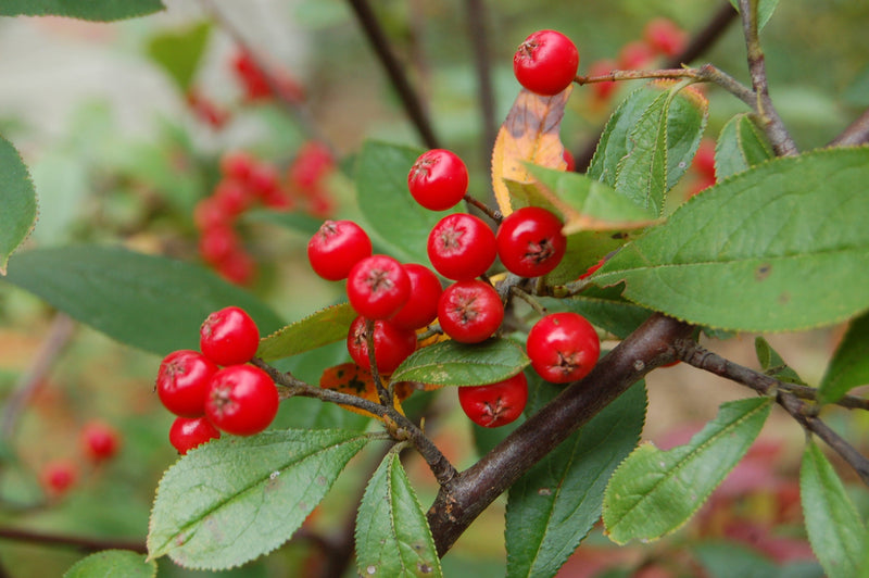 Red Chokeberry Aronia arbutifolia Fruit Seeds for Planting – Heirloom Non-GMO Garden Seeds
