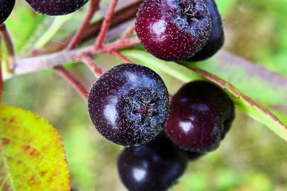 Purple Chokeberry Aronia prunifolia Fruit Seeds for Planting – Heirloom Non-GMO Garden Seeds