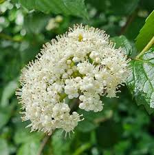 White Arrowwood Growing in Cottage Garden Border