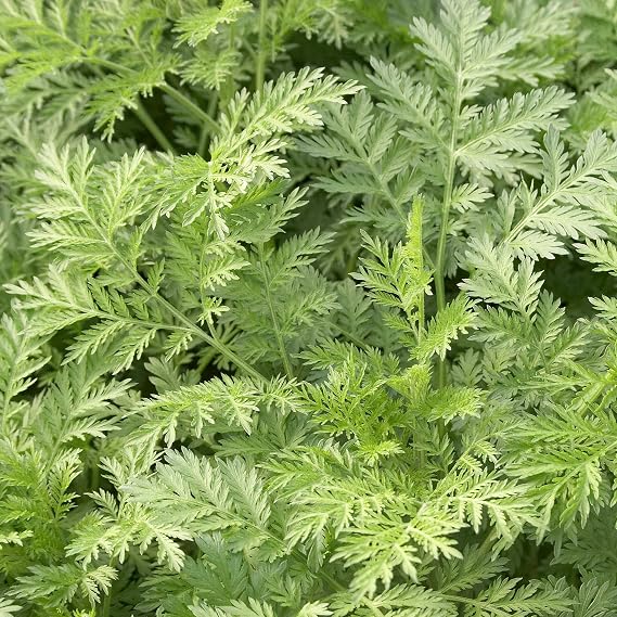 Artemisia annua Sweet Annie herb plant with finely divided green aromatic leaves, branching stems, and delicate yellowish flower clusters growing in a sunny garden.