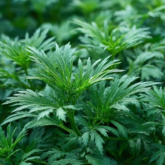Yomogi Japanese Mugwort Leaves