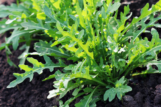 Arugula Vegetable Seeds for Planting – Heirloom Non-GMO Garden Seeds