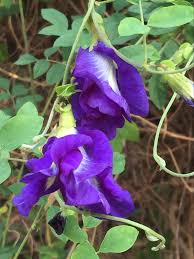 Asarina Climbing Snapdragon Growing in Cottage Garden