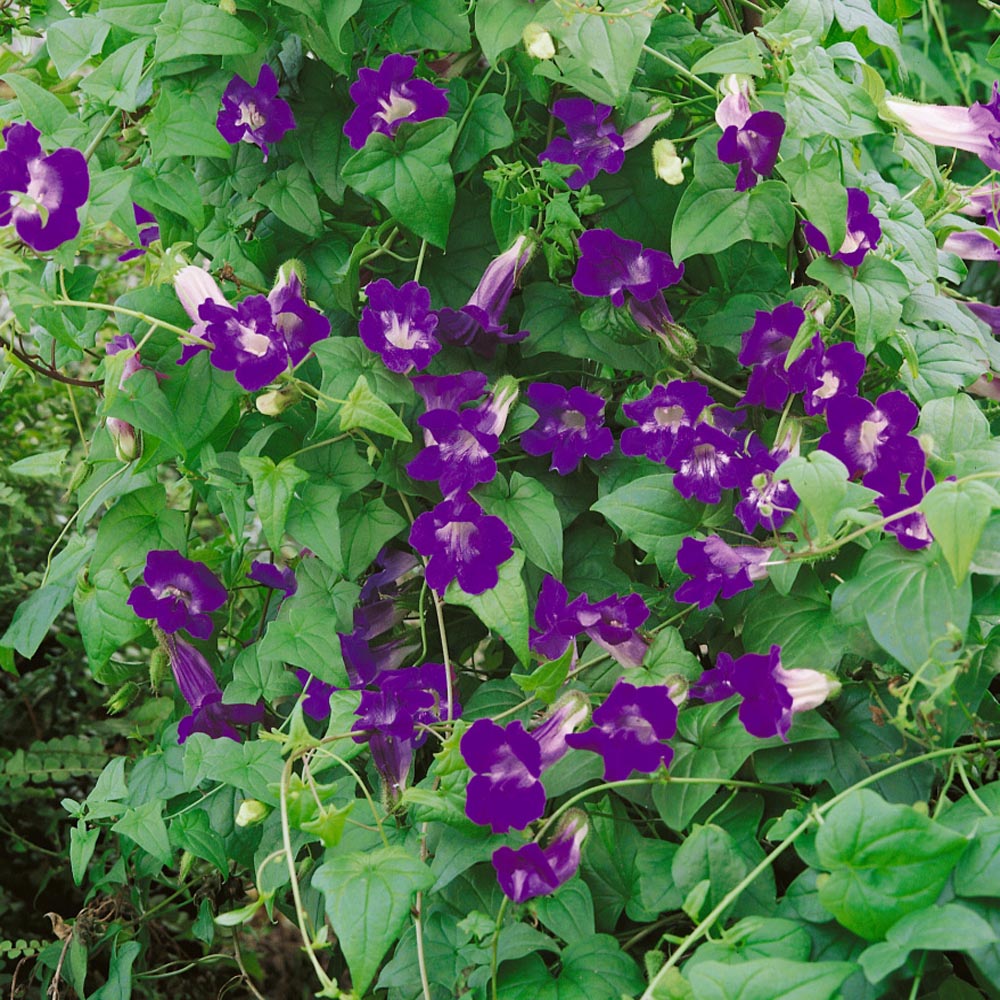 Climbing Snapdragon plant