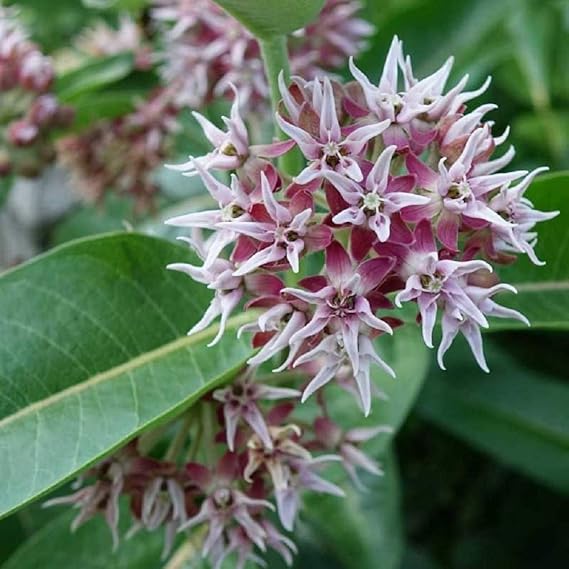 Asclepias Speciosa flower seeds