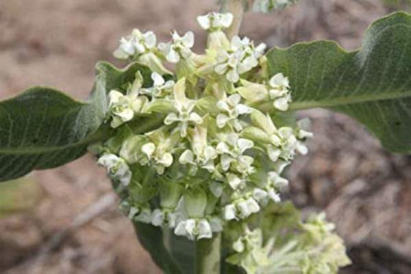 Asclepias Arenaria flower seeds