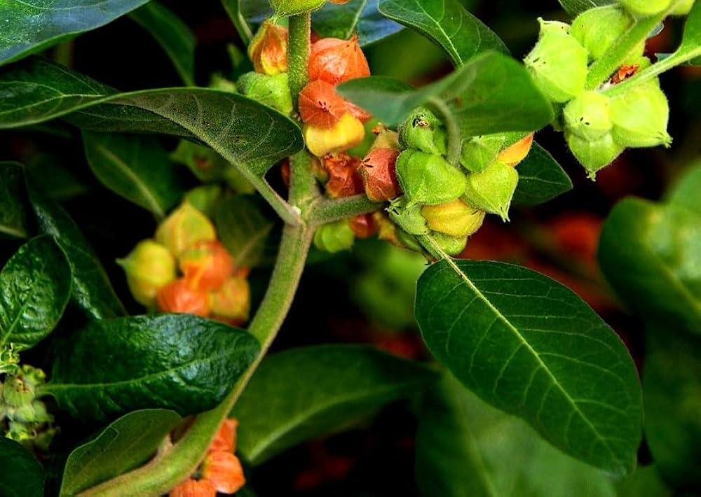 Ashwagandha Herb Seeds for Planting – Heirloom Non-GMO Garden Seeds