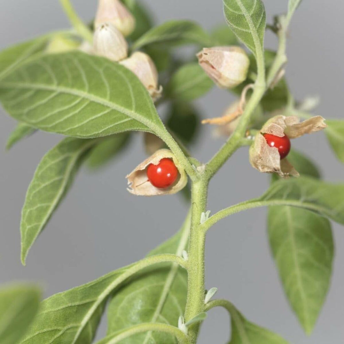 Ashwagandha Herb Seeds for Planting – Heirloom Non-GMO Garden Seeds