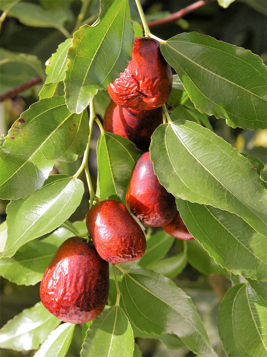 Asian Date Jujube Fruit Seeds for Planting – Heirloom Non-GMO Garden Seeds