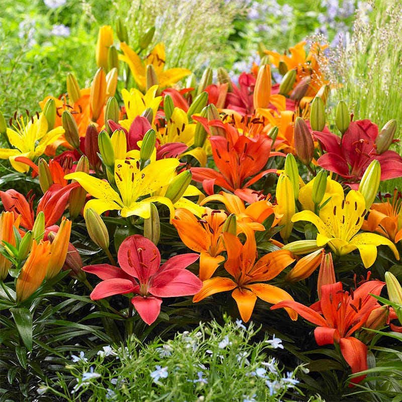 Lilium flower seeds