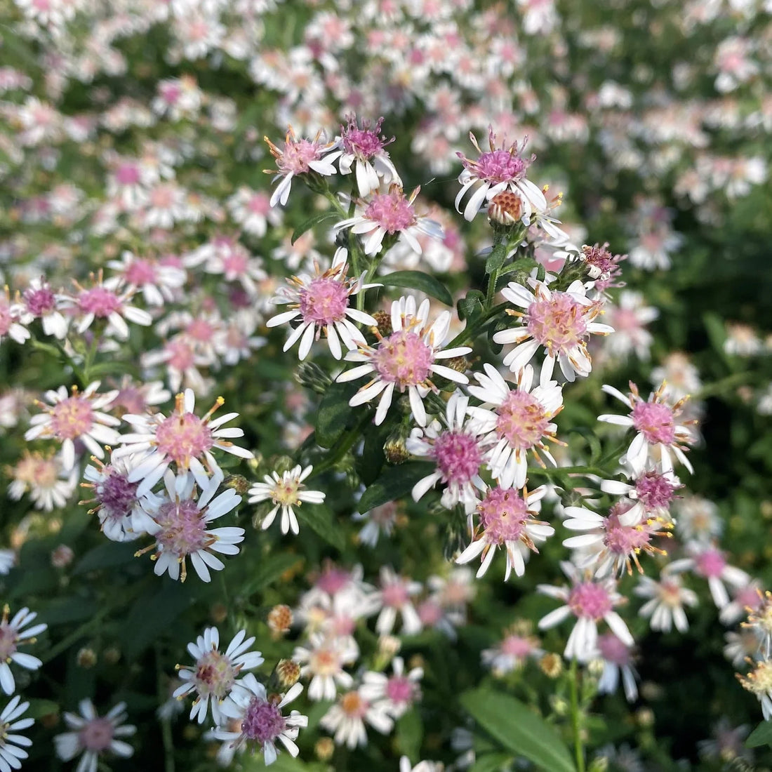 Pink And flower seeds