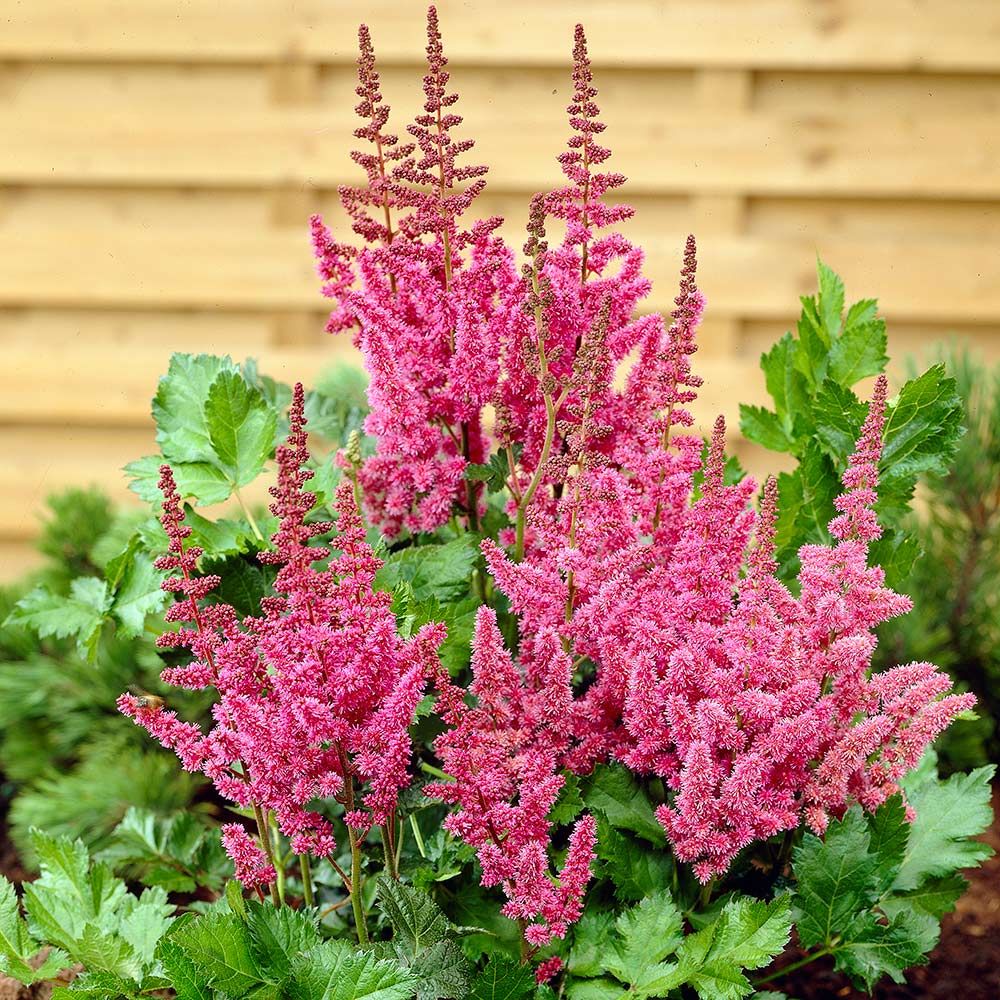 Astilbe Pumila flower seeds