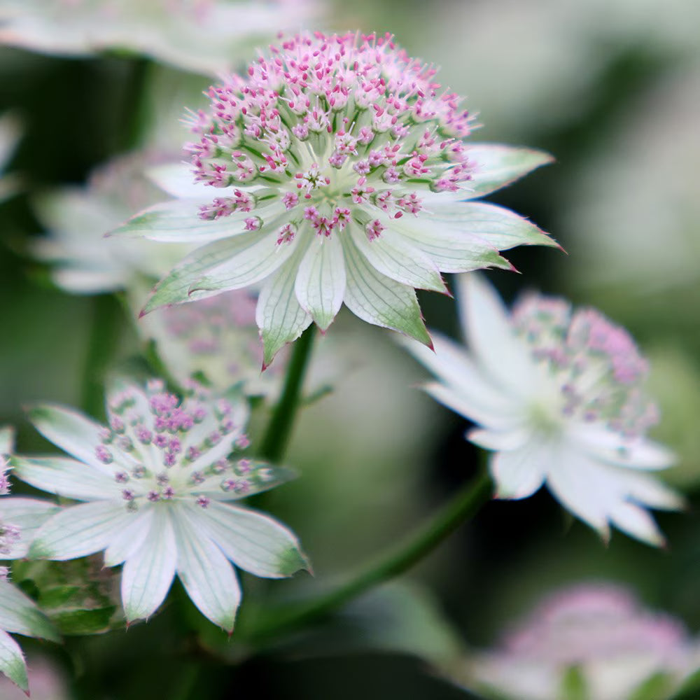 White Pink flower seeds