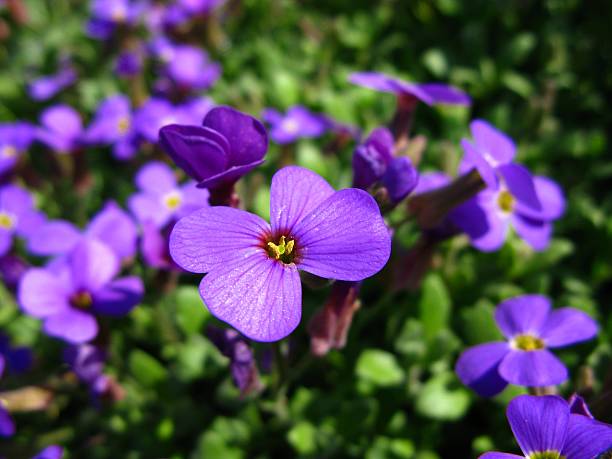 Aubrieta Berro flower seeds with colorful purple blooms growing as a low groundcover in a rock garden