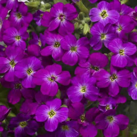 Purple Aubrieta flower seeds