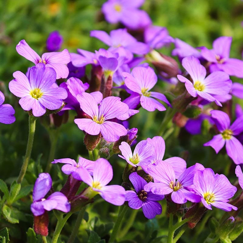 Violet Rock flower seeds