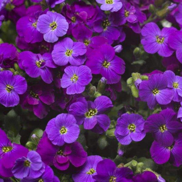 Purple Aubrieta flower seeds