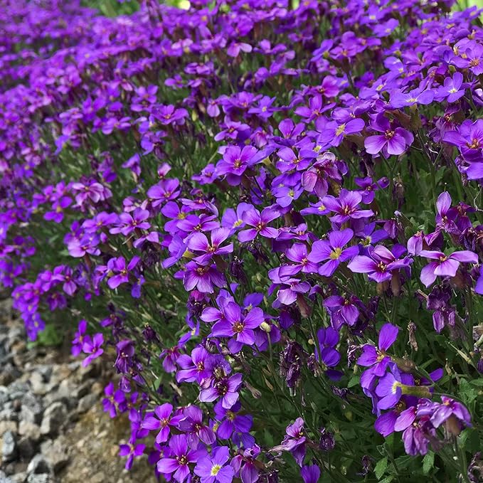 Aubrieta Rock flower seeds