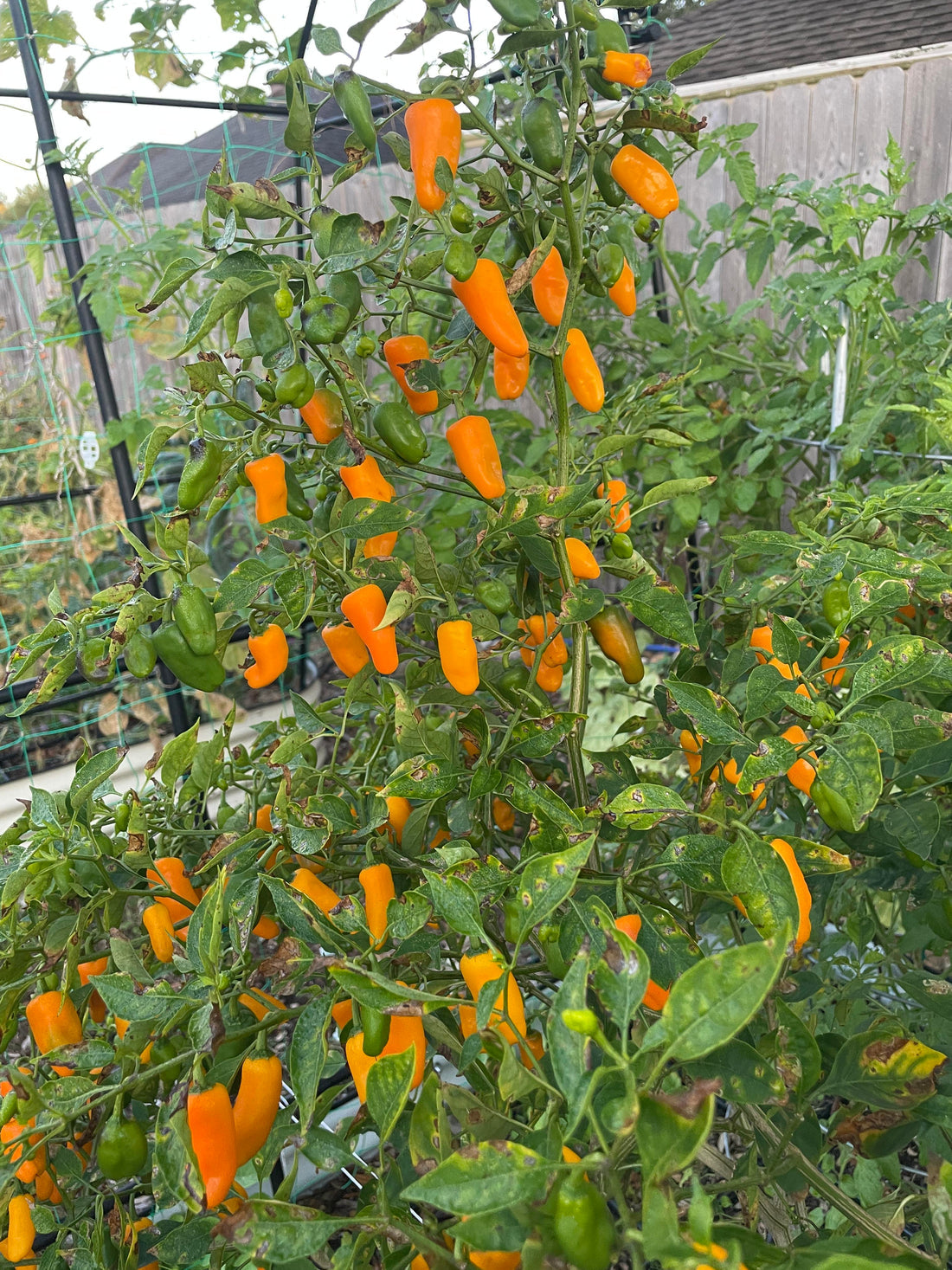 Augustine Minorcan Datil Pepper Seeds