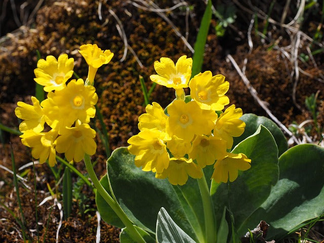 Aurikel flower seeds