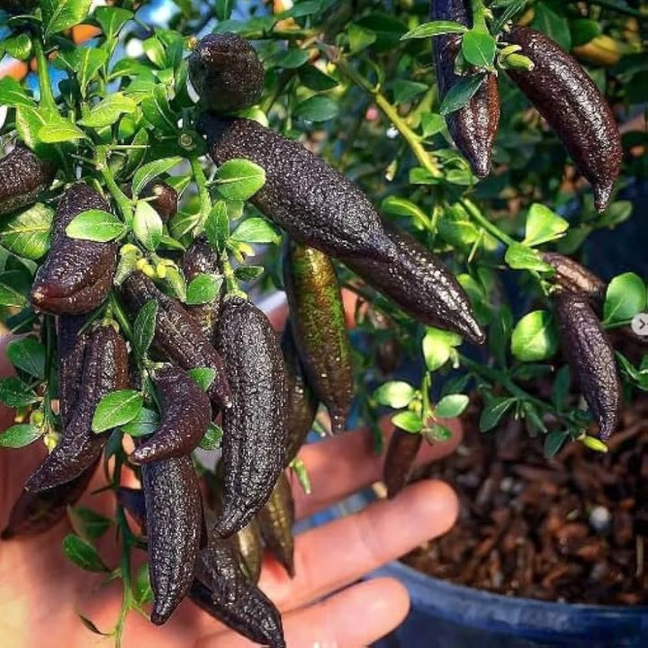 Finger Lime Fruit Seeds for Planting – Australian Citrus Garden Seeds