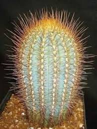 Austrocephalocereus Cactus with Upright Columnar Growth