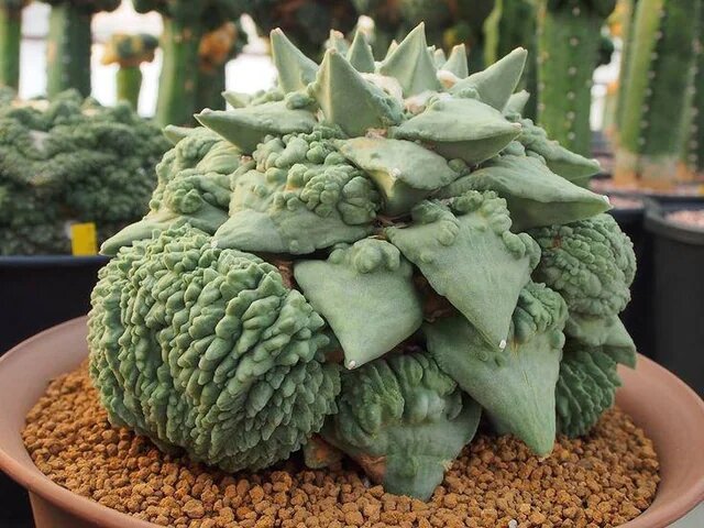 Green Austrocylindropuntia cactus growing from seeds for planting with upright green stems