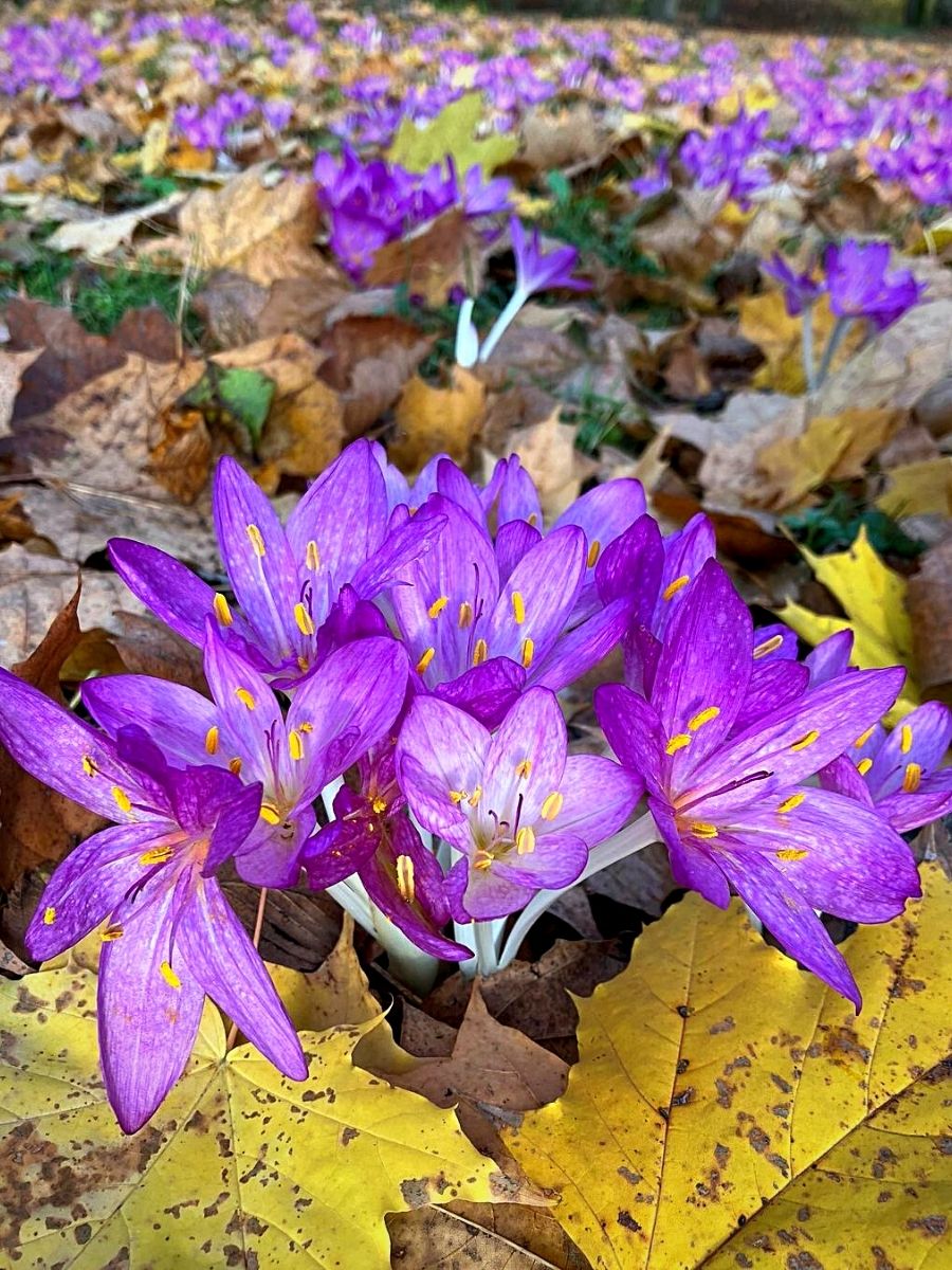 Purple Landscape flower seeds
