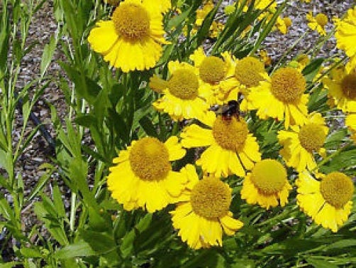 Autumn Sneezeweed Flower Seeds for Planting – Heirloom Non-GMO Garden Seeds