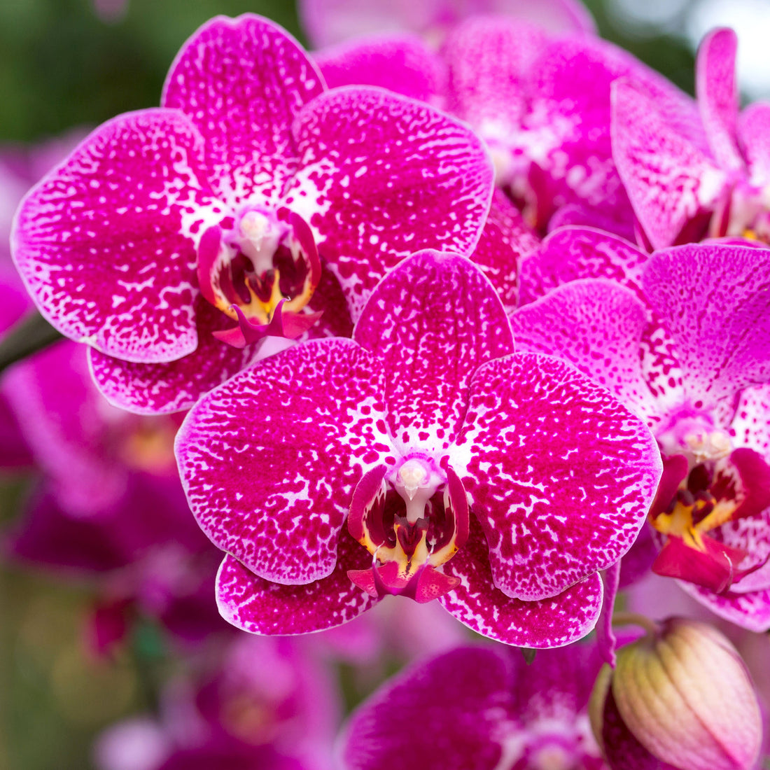 Keiki Orchid flower seeds