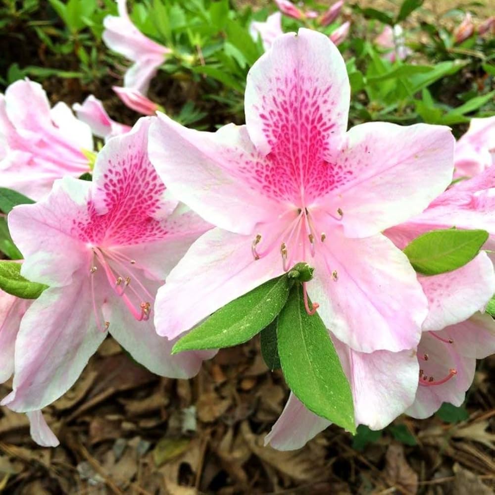 Pink White flower seeds