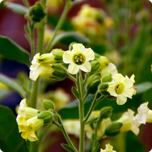 Aztec Nicotiana Flower Seeds for Planting – Heirloom Non-GMO Garden Seeds